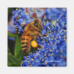 Gold op Blue: Honeybee op de Californische Lila Magneet