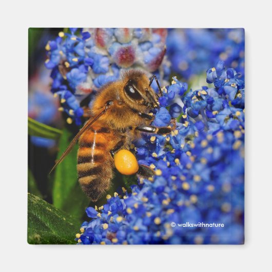Gold op Blue: Honeybee op de Californische Lila Magneet (Voorkant)