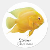 Gold Severum Cichlid Sticker (Voorkant)