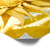 Gold Sunflowers After Van Gogh  Poster (Hoek)