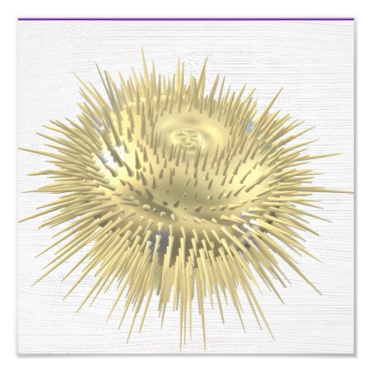 Gold Urchin Foto Afdruk (Voorkant)
