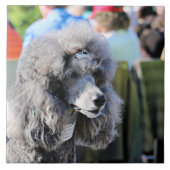 Goldberg - Chanel - Standard Poodle Tegeltje (Voorkant)