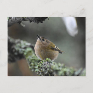 Goldcrest Briefkaart