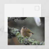 Goldcrest Briefkaart (Voorkant / Achterkant)