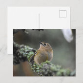 Goldcrest Briefkaart (Voorkant / Achterkant)