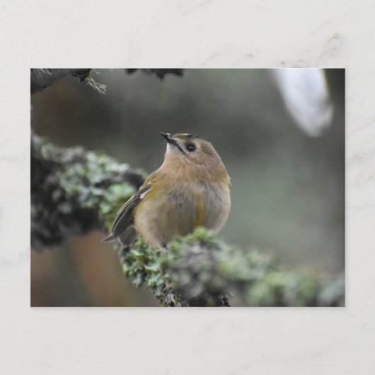 Goldcrest Briefkaart (Voorkant)