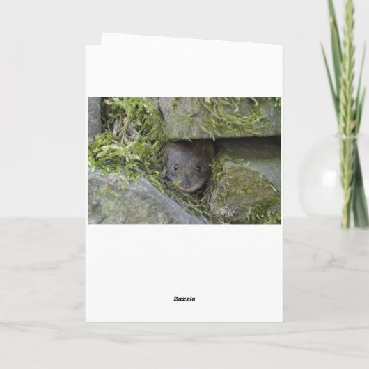 Goldcrest in het bos kaart (Achterkant)