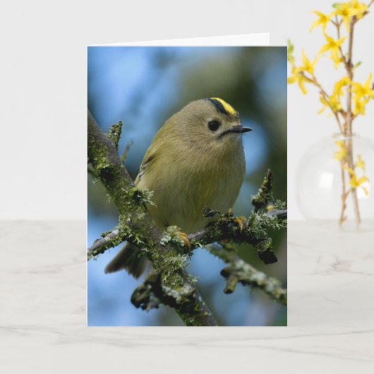 Goldcrest in het bos kaart (Gele Bloem)