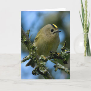 Goldcrest in het bos kaart