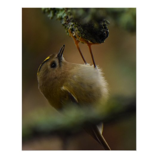 Goldcrest Perfect Poster (Voorkant)