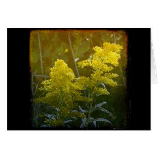 Golden 2 (Voorkant Horizontaal)