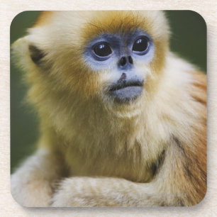 Golden aap bier onderzetter