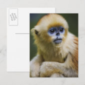 Golden aap briefkaart (Voorkant / Achterkant)