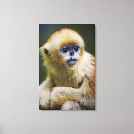 Golden aap canvas afdruk (Voorkant)