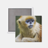 Golden aap magneet (Voorkant / Achterkant)