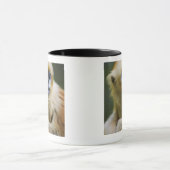 Golden aap mok (Midden)