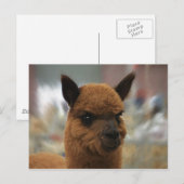 Golden Alpaca Briefkaart (Voorkant / Achterkant)
