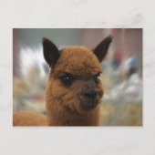 Golden Alpaca Briefkaart (Voorkant)
