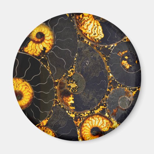 Golden Amber black Nautilus shell patroon, fossiel Magneet (Voorkant)