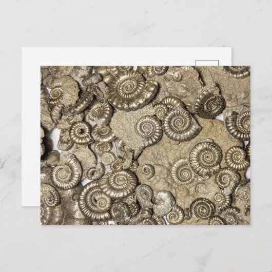 Golden ammonite fossiel from the Jurassic coast Briefkaart (Voorkant / Achterkant)