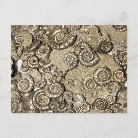 Golden ammonite fossiel from the Jurassic coast Briefkaart (Voorkant)