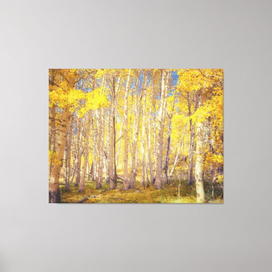 Golden Aspen Forest Canvas Afdruk (Voorkant)