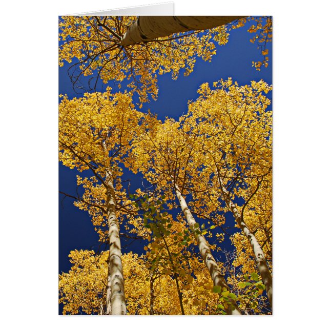 Golden Aspens (Voorkant)