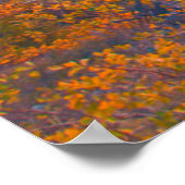 Golden Aspens boven de Snake-rivier op de zon Poster (Hoek)