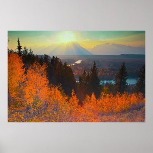 Golden Aspens boven de Snake-rivier op de zon Poster (Voorkant)