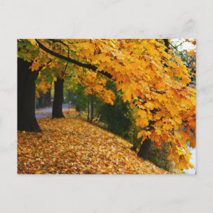 Golden Autumn Trees Briefkaart