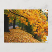 Golden Autumn Trees Briefkaart (Voorkant)