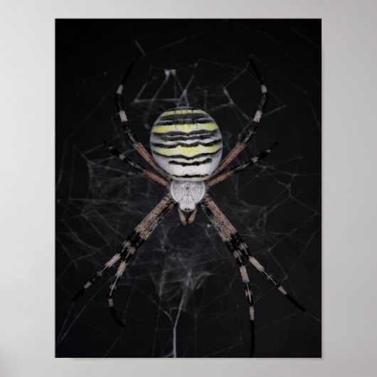 Golden Banded Garden Spider | Spider Lovers Gift Poster (Voorkant)