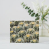Golden Barrel Cacti in een Nursery. Briefkaart (Staand voorkant)