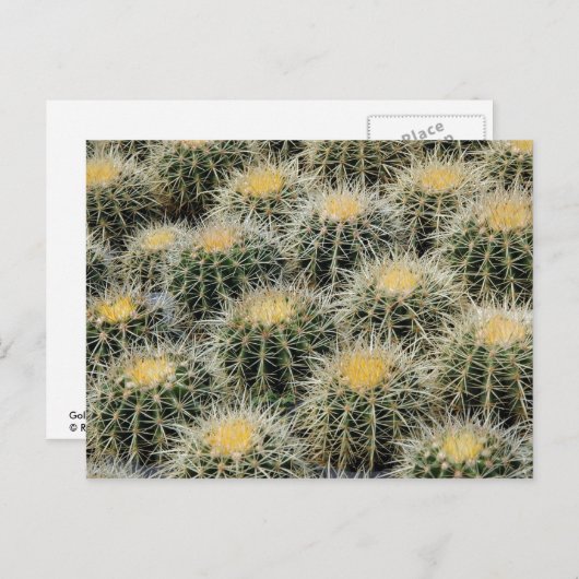 Golden Barrel Cacti in een Nursery. Briefkaart (Voorkant / Achterkant)