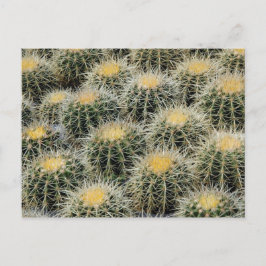 Golden Barrel Cacti in een Nursery. Briefkaart