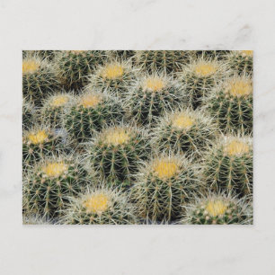 Golden Barrel Cacti in een Nursery. Briefkaart