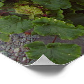 GOLDEN BARREL CACTI POSTER (Hoek)