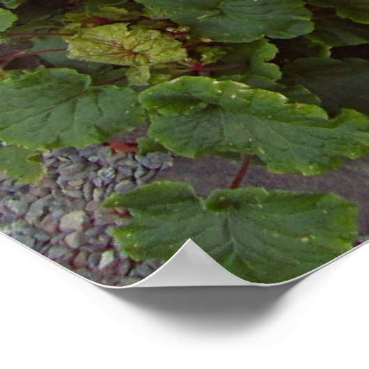 GOLDEN BARREL CACTI POSTER (Hoek)