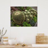 GOLDEN BARREL CACTI POSTER (Keuken)