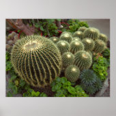 GOLDEN BARREL CACTI POSTER (Voorkant)