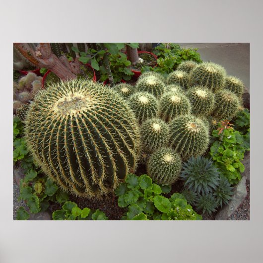 GOLDEN BARREL CACTI POSTER (Voorkant)