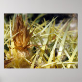 Golden Barrel Cactus Flower, print (Voorkant)