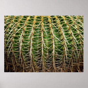 Golden Barrel Cactus Poster