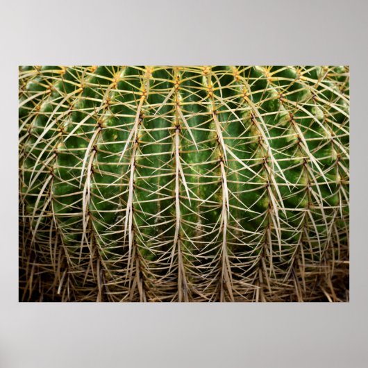 Golden Barrel Cactus Poster (Voorkant)