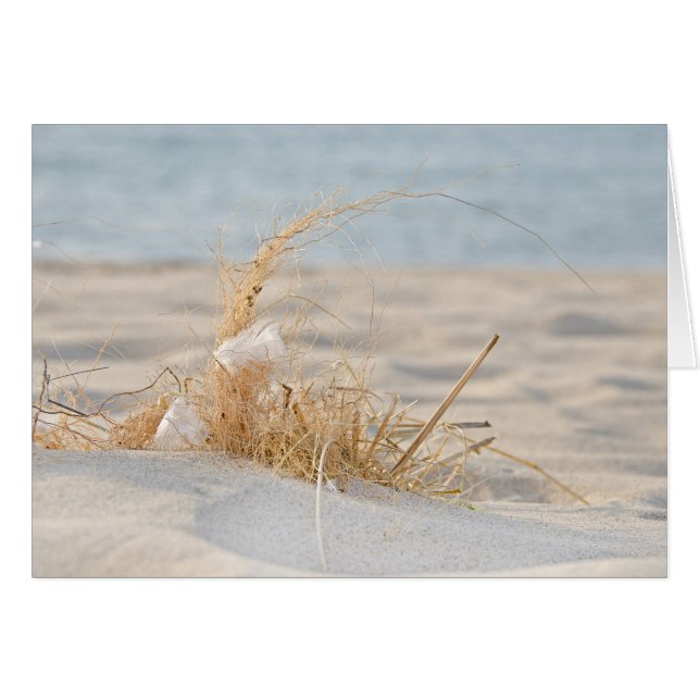 Golden Beach Gras en veren (Voorkant Horizontaal)