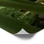 Golden Beehive Ginger Plant Poster (Hoek)