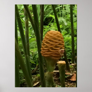 Golden Beehive Ginger Plant Poster