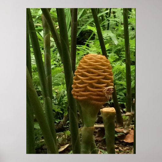 Golden Beehive Ginger Plant Poster (Voorkant)