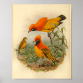 Golden Bird of Paradise Red Yellow Print (Voorkant)