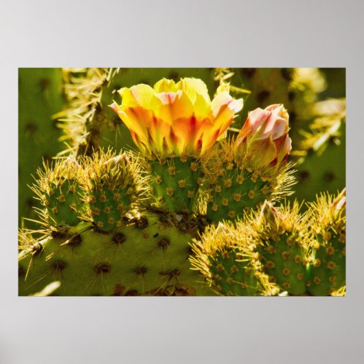 Golden Bloom Poster (Voorkant)